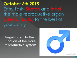 Male Reproductive Anatomy - Mercer Island School District
