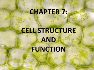 CELL MEMBRANE