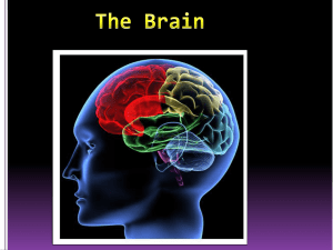 Brain Structures