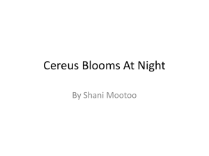 Cereus Blooms At Night
