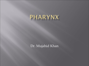 21-Pharynx