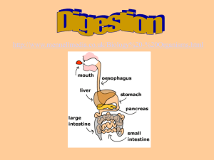 Digestive Notes