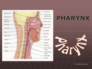 21.pharynx.1242009-01