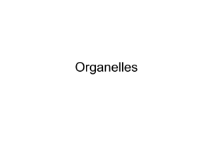 Organelles - TeacherWeb