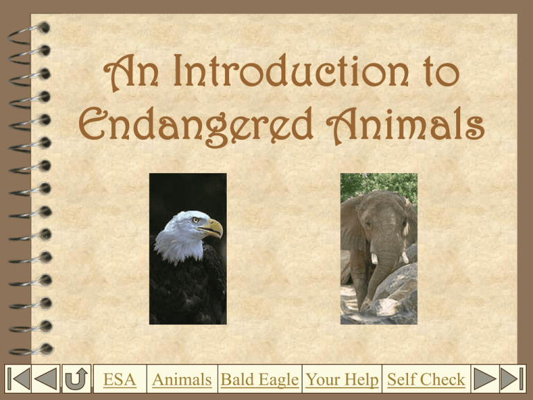 An Introduction to Endangered Animals