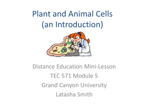 Plant and Animal Cells