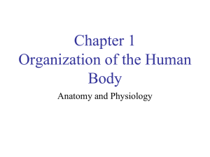 Structural Organization of the Human Body
