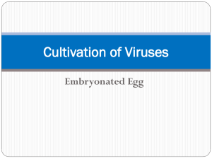Methods for Cultivation of Virus