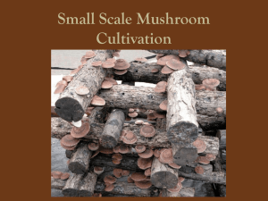 Small Scale Mushroom Production