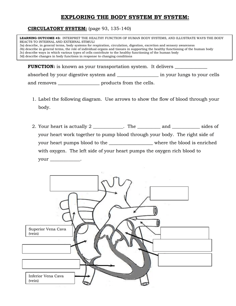 circulatory-system Regarding Circulatory System Worksheet Pdf