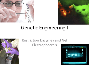 Genetic Engineering - Ms. Zhong's Classes
