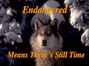 Endangered Means There's Still Time