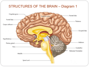 Structures of the Brain Notes (Chapter 3)