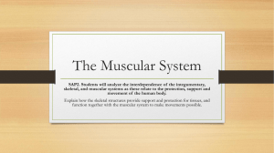 The Muscular System notes