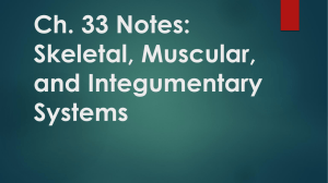 Ch. 33 Notes: Skeletal, Muscular, and Integumentary Systems