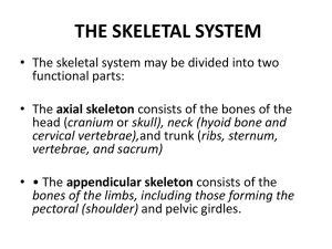 skeletal system and joints prem