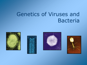 Genetics of Viruses and Bacteria-ap