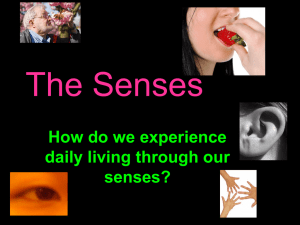 The Senses - 7b group 4