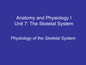 Physiology of the Skeletal System