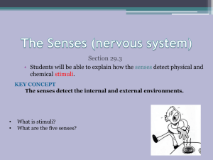 The Senses - Ms Kim's Biology Class
