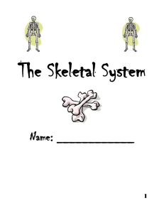 Skeletal System Cloze