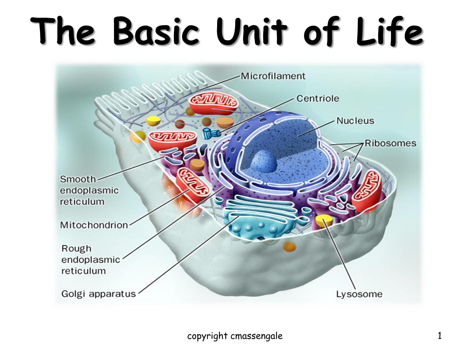 chapter-3-the-basic-structure-of-a-cell
