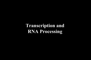 RNA polymerase II