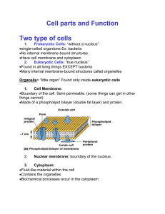 Cell Organelles notes