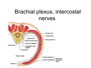 28. Brachial plexus, intercostal nerves
