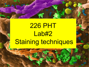 Gram Staining Technique