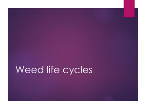Weeds Lecture 3