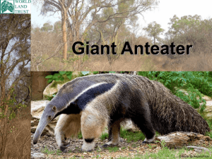 Giant Anteater - World Land Trust
