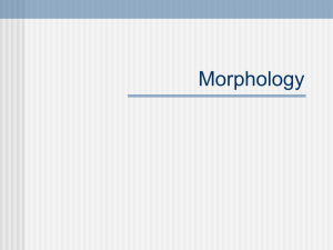 Morphology Powerpoint