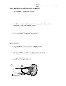 Name: Date: Bones, Muscles and Digestive Systems Test Review
