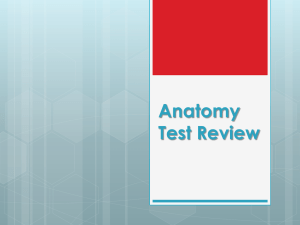 Anatomy Test Review