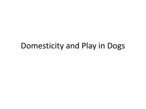 Domesticity and Cognition in Dogs