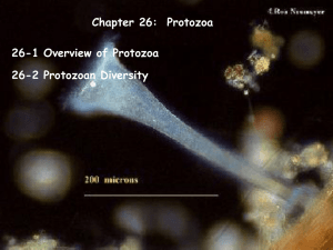 Chapter 26-Protozoa