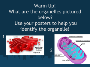 Warm Up! What are the organelles pictured below? Use your