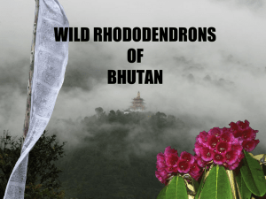 Wild Rhododendrons of Bhutan