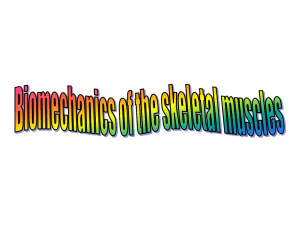 Skeletal muscles