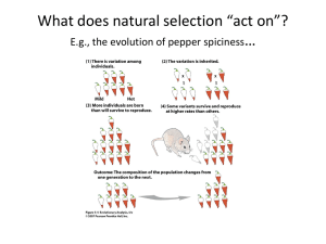 What does natural selection *act on*? E.g., the evolution of pepper