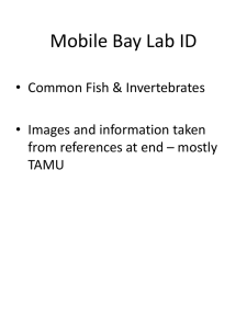 Mobile Bay ID