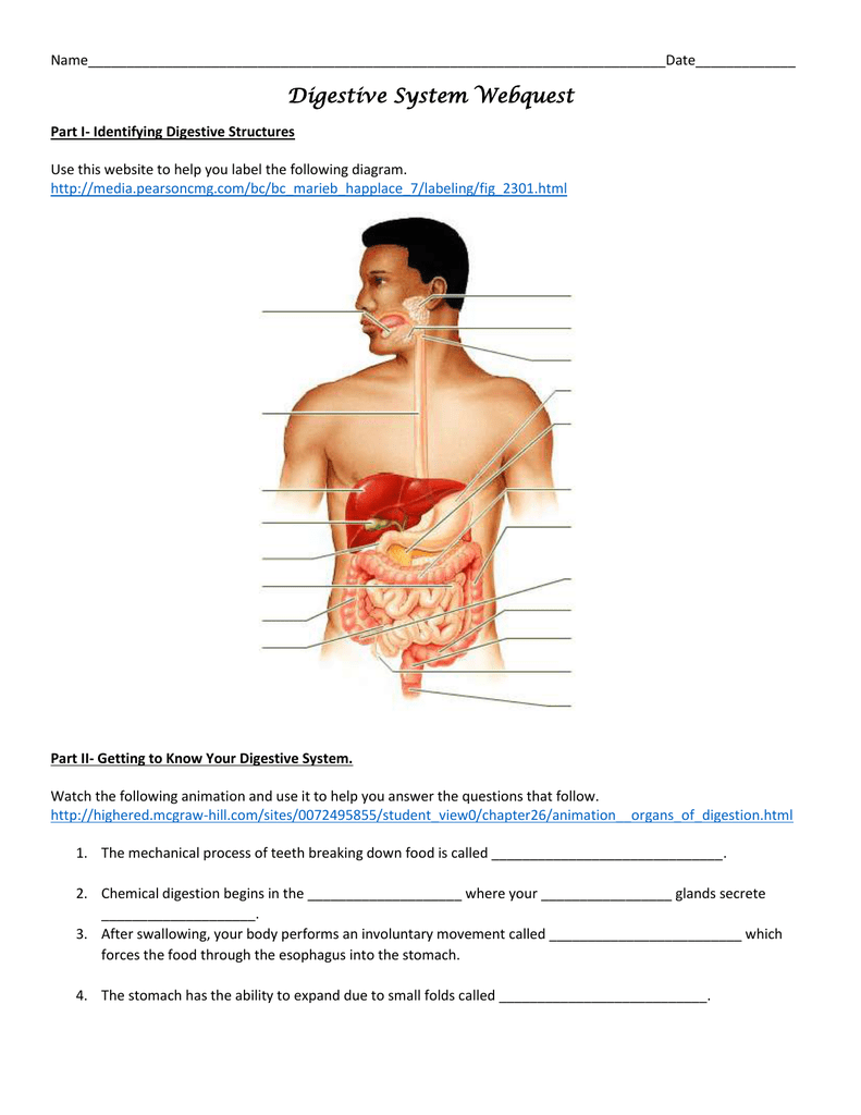 incredible journey digestive system answers