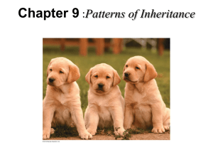 Chapter 9 :Patterns of Inheritance