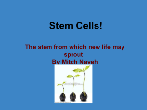 Stem Cells!