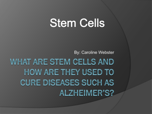 Stem Cells and how they work CWEBSTER