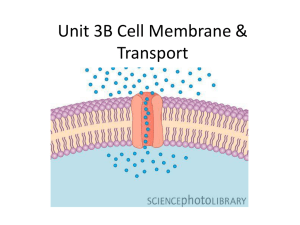 Unit 3B Cell Membrane & Transport