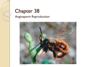Chapters 38-39 Angiosperm Reproduction