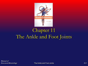 Kinesiology_files/Foot and ankle