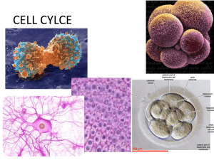 Cell Cycle Powerpoint